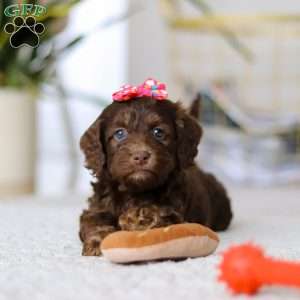 Callie, Cockapoo Puppy
