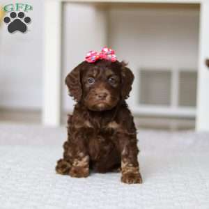 Callie, Cockapoo Puppy