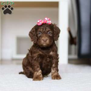 Callie, Cockapoo Puppy