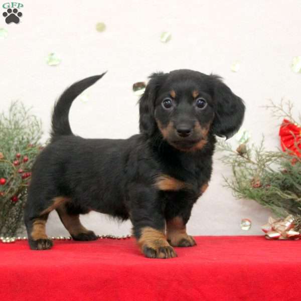 Callie, Dachshund Puppy