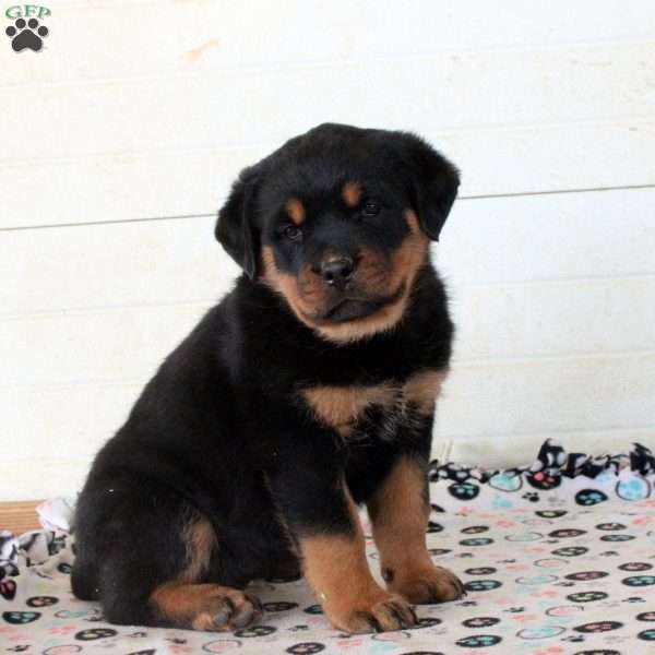 Callie, Rottweiler Puppy