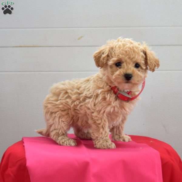 Callie, Bich-Poo Puppy