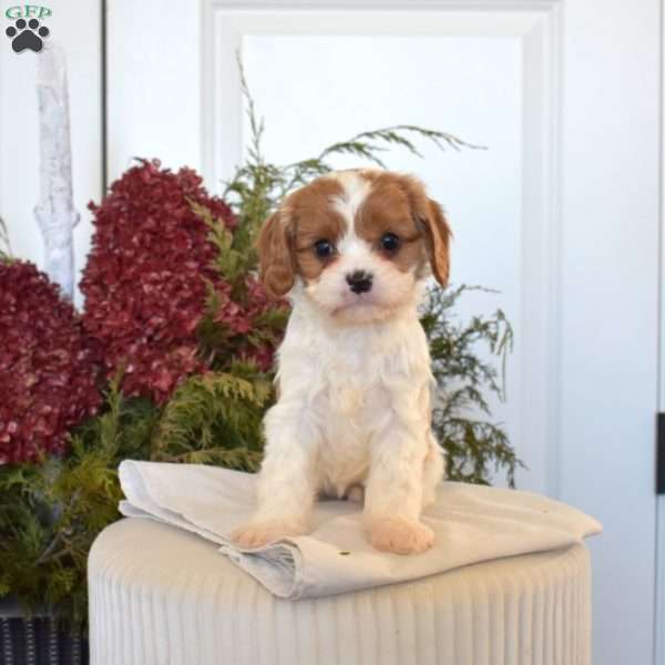 Callie, Cavapoo Puppy