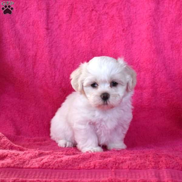 Callie, Teddy Bear Puppy