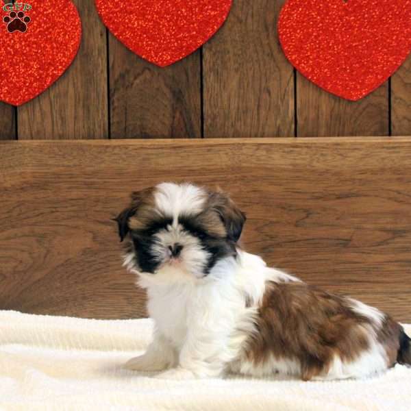Callie, Shih Tzu Puppy