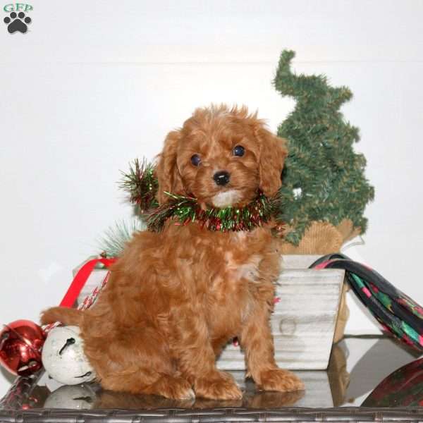 Callie, Cavapoo Puppy