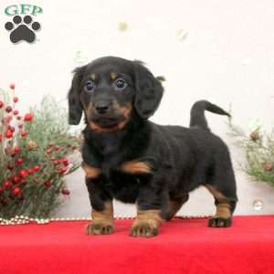 Callie, Dachshund Puppy