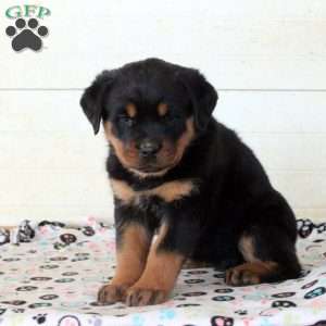 Callie, Rottweiler Puppy