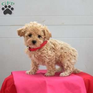 Callie, Bich-Poo Puppy