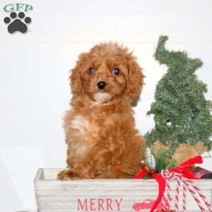 Callie, Cavapoo Puppy