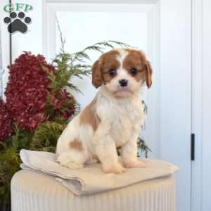 Callie, Cavapoo Puppy