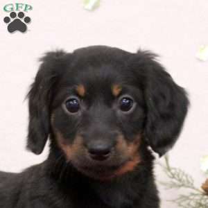 Callie, Dachshund Puppy