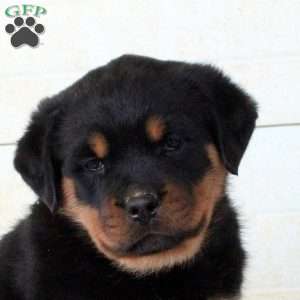 Callie, Rottweiler Puppy