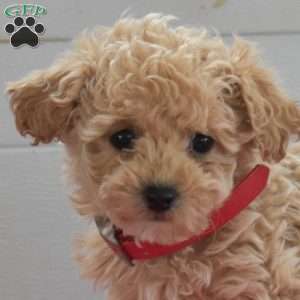 Callie, Bich-Poo Puppy