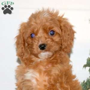 Callie, Cavapoo Puppy