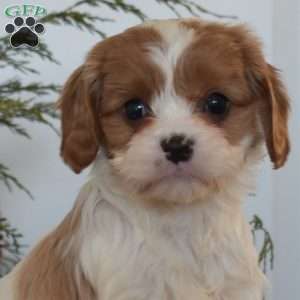 Callie, Cavapoo Puppy