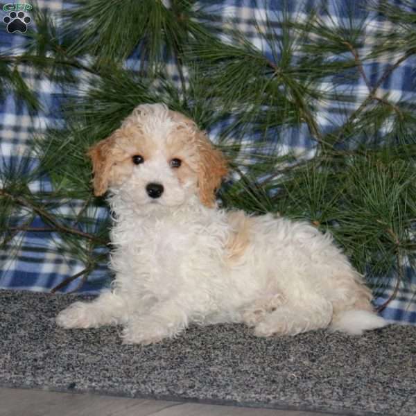 Calvin, Miniature Poodle Puppy