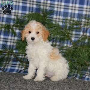 Calvin, Miniature Poodle Puppy