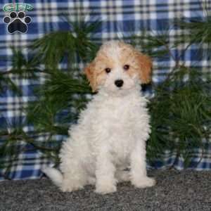 Calvin, Miniature Poodle Puppy