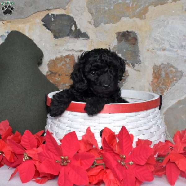 Candy Cane, Miniature Poodle Puppy