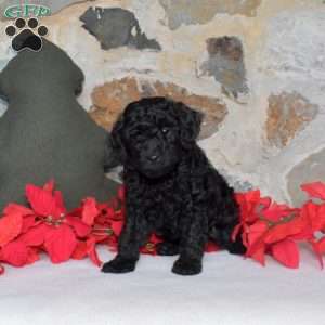 Candy Cane, Miniature Poodle Puppy