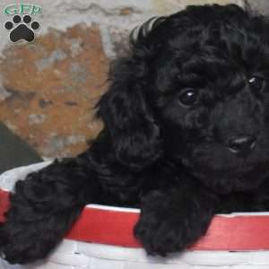 Candy Cane, Miniature Poodle Puppy