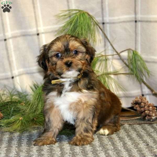 Candy Cane, Shorkie Puppy