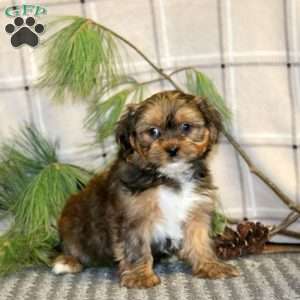 Candy Cane, Shorkie Puppy