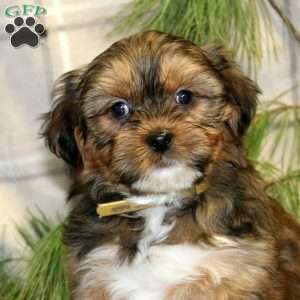 Candy Cane, Shorkie Puppy