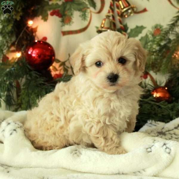 Candy, Yorkie Poo Puppy
