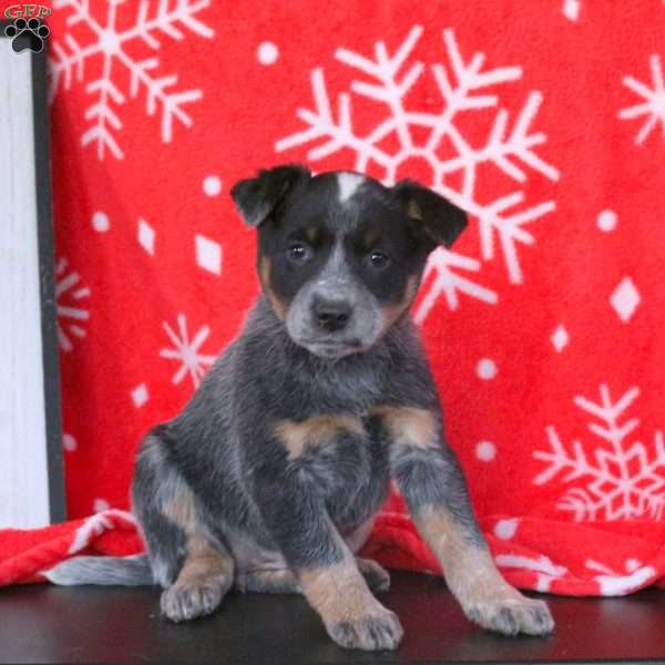 Candy, Blue Heeler – Australian Cattle Dog Puppy