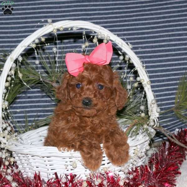 Candy, Toy Poodle Puppy