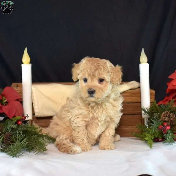 Candy, Maltipoo Puppy