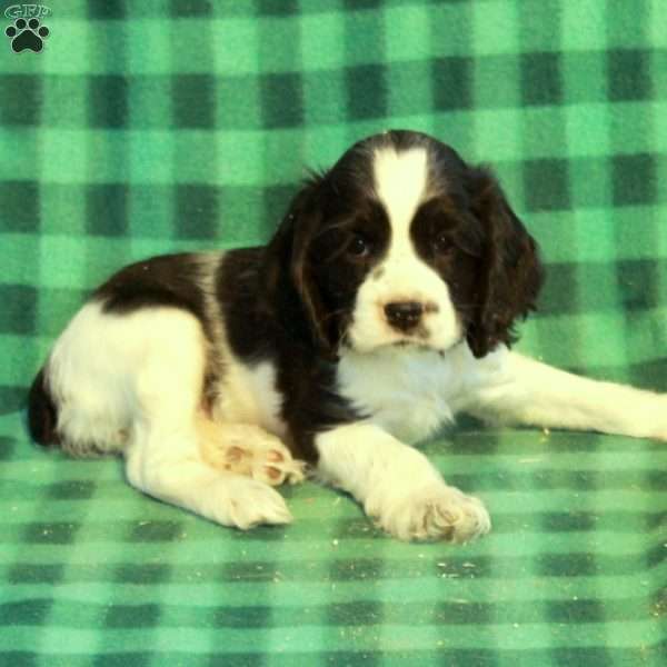 Candy, Cocker Spaniel Puppy