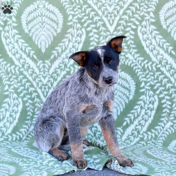 Candy, Blue Heeler – Australian Cattle Dog Puppy