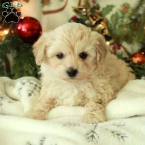 Candy, Yorkie Poo Puppy