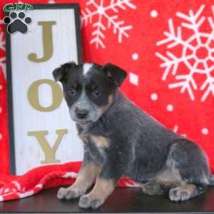 Candy, Blue Heeler – Australian Cattle Dog Puppy
