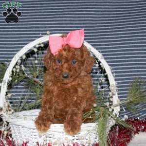 Candy, Toy Poodle Puppy