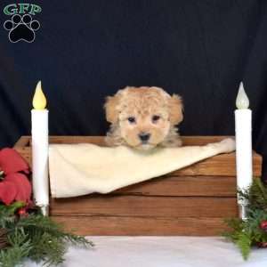 Candy, Maltipoo Puppy