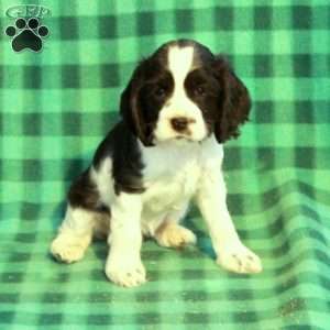 Candy, Cocker Spaniel Puppy