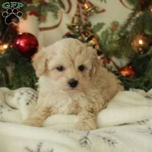 Candy, Yorkie Poo Puppy