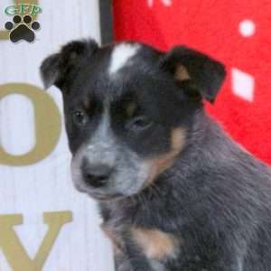 Candy, Blue Heeler – Australian Cattle Dog Puppy