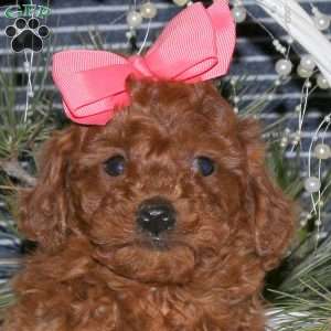 Candy, Toy Poodle Puppy