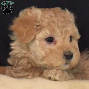 Candy, Maltipoo Puppy