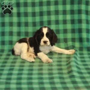 Candy, Cocker Spaniel Puppy