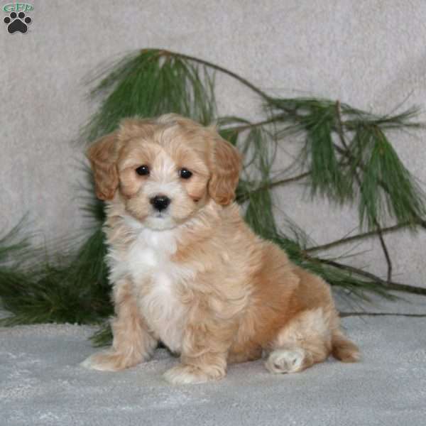 Candy, Maltipoo Puppy