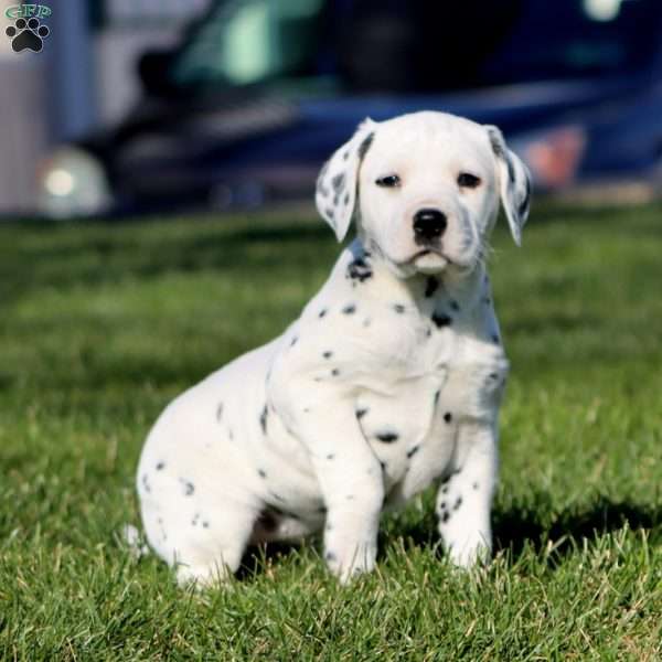 Candy, Dalmatian Puppy
