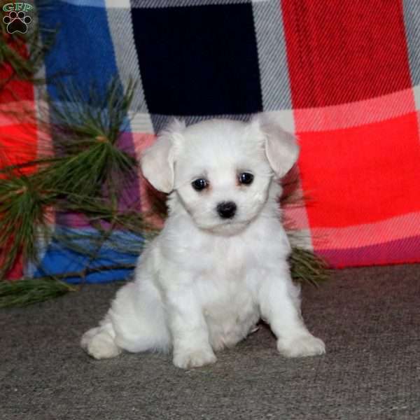 Candy, Bichon Frise Puppy