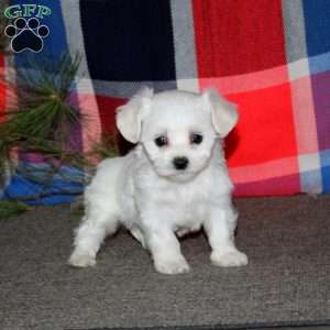 Candy, Bichon Frise Puppy