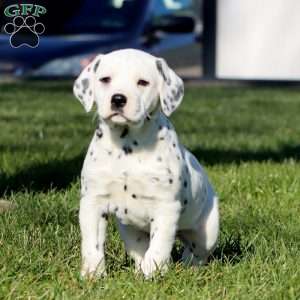 Candy, Dalmatian Puppy